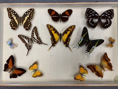 ENTOMOLOGIE - Lépidoptères exotiques et paléarctiques,...