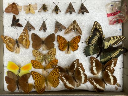 ENTOMOLOGIE - Lépidoptères exotiques et paléarctiques,...