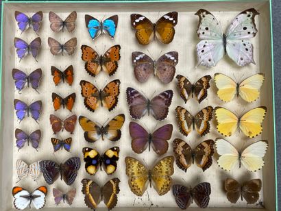 ENTOMOLOGIE - Lépidoptères exotiques et paléarctiques,...