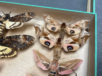 ENTOMOLOGIE - Hétérocères paléarctiques Sphingidae...