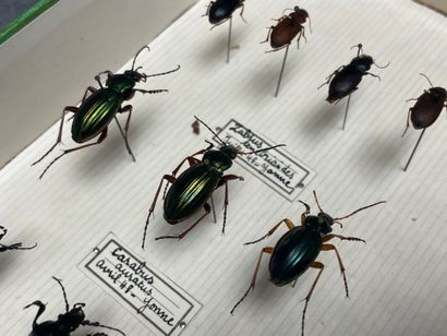 ENTOMOLOGIE - Coléoptères paléarctiques dont...