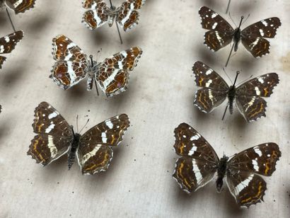 ENTOMOLOGIE - Rhopalocères paléarctiques...