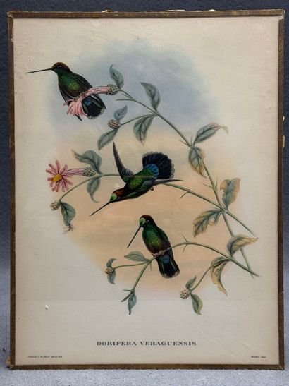 Suite de 9 lithographies anglaises sous verre...