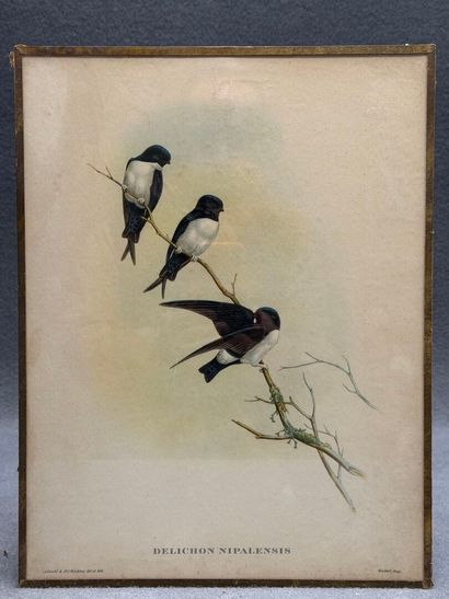 Suite de 9 lithographies anglaises sous verre...