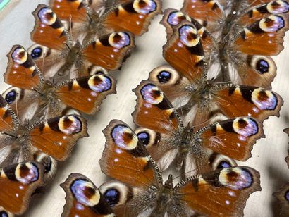 ENTOMOLOGIE
Rhopalocères paléarctiques Nymphalidae...