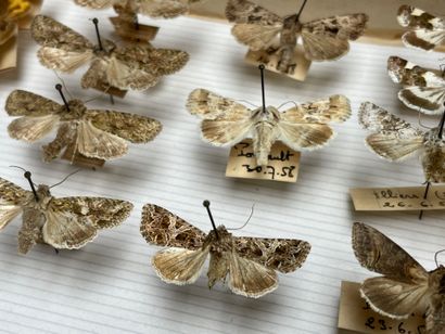 ENTOMOLOGIE
Hétérocères paléarctiques et...