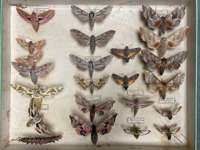 ENTOMOLOGIE
Hétérocères paléarctiques Sphingidae...