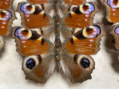 ENTOMOLOGIE
Rhopalocères paléarctiques Nymphalidae...
