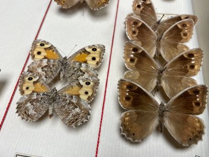 ENTOMOLOGIE
Rhopalocères paléarctiques Nymphalidae...
