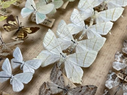 ENTOMOLOGIE
Hétérocères paléarctiques et...