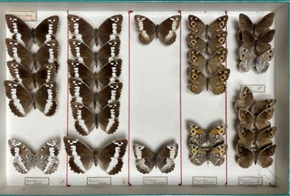 ENTOMOLOGIE
Rhopalocères paléarctiques Nymphalidae...