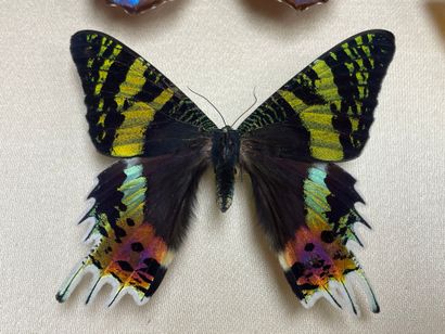 ENTOMOLOGIE
Lépidoptères exotiques dont Morpho...