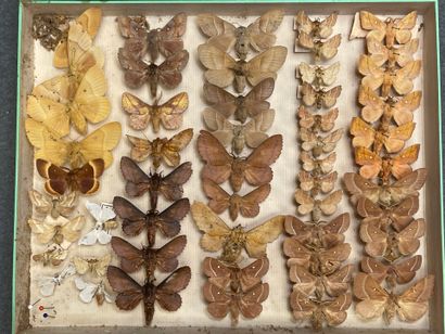 ENTOMOLOGIE
Hétérocères paléarctiques et...