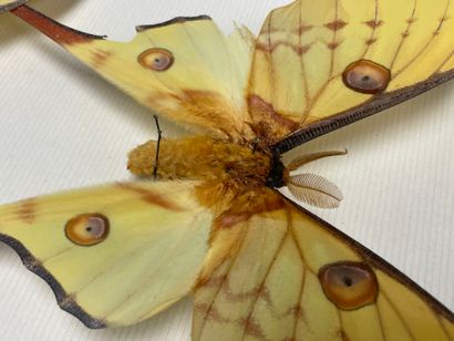 ENTOMOLOGIE
Hétérocères paléarctiques et...