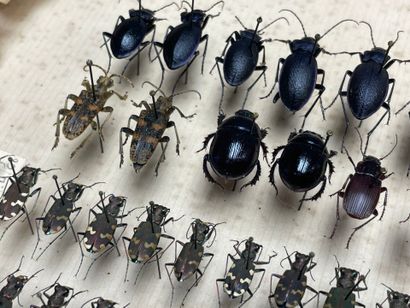 ENTOMOLOGIE
Hétérocères paléarctiques et...