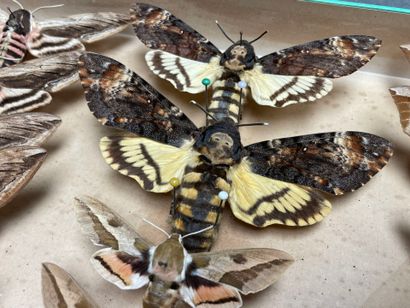 ENTOMOLOGIE
Hétérocères paléarctiques Sphingidae...