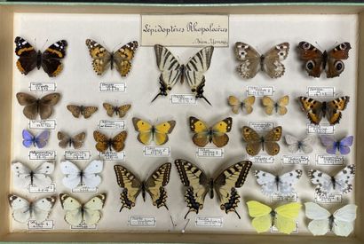 ENTOMOLOGIE
Rhopalocères paléarctiques Nymphalidae,...
