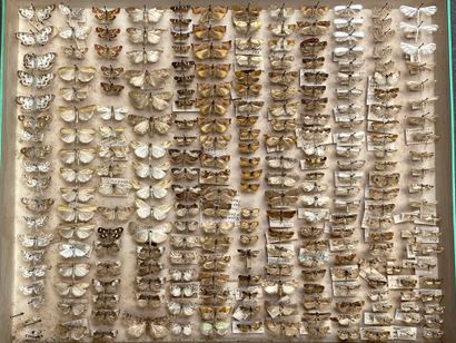 ENTOMOLOGIE
Hétérocères paléarctiques et...