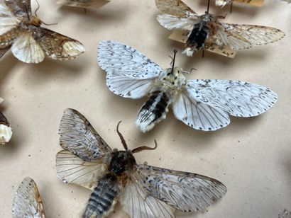 ENTOMOLOGIE
Hétérocères paléarctiques et...