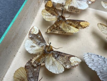 ENTOMOLOGIE
Hétérocères paléarctiques et...