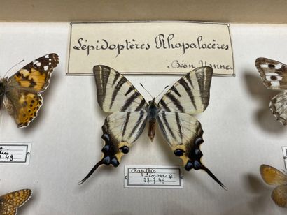 ENTOMOLOGIE
Rhopalocères paléarctiques Nymphalidae,...