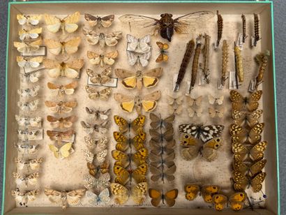 ENTOMOLOGIE
Hétérocères paléarctiques et...