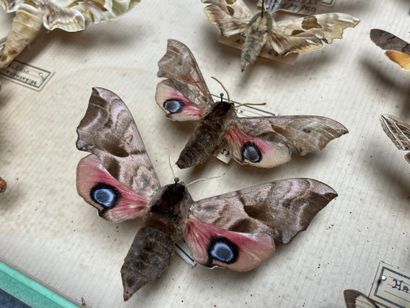 ENTOMOLOGIE
Hétérocères paléarctiques Sphingidae...