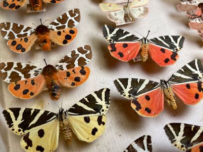 ENTOMOLOGIE
Hétérocères paléarctiques et...