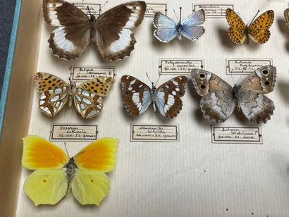 ENTOMOLOGIE
Rhopalocères paléarctiques Nymphalidae,...