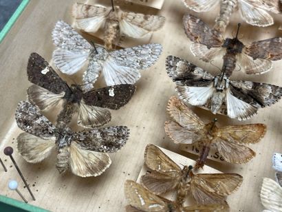 ENTOMOLOGIE
Hétérocères paléarctiques et...