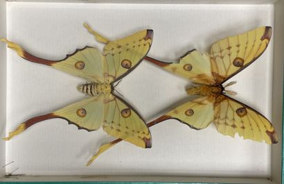 ENTOMOLOGIE
Hétérocères paléarctiques et...