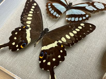 ENTOMOLOGIE
Lépidoptères exotiques dont Morpho...