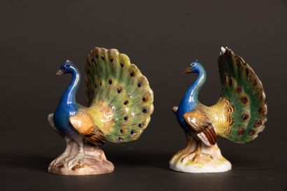 Pair of miniature peacocks doing cartwheels...