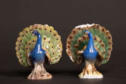 Pair of miniature peacocks doing cartwheels...