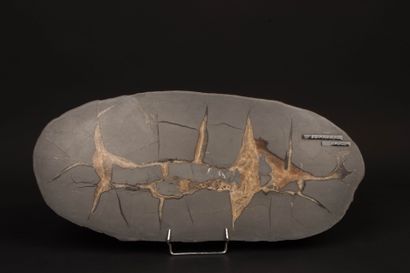 SEPTARIA from Nancy, Geode slice. 
3 x 44.5...