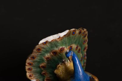 Pair of miniature peacocks doing cartwheels...