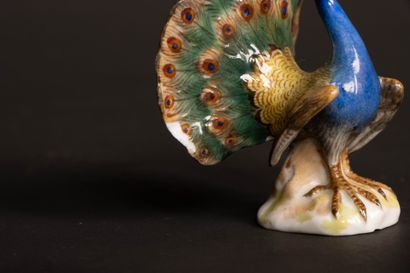 Pair of miniature peacocks doing cartwheels...