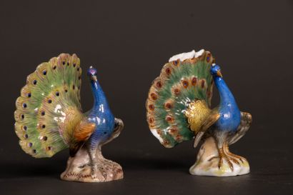 Pair of miniature peacocks doing cartwheels...
