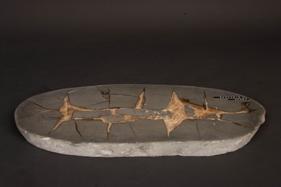 SEPTARIA from Nancy, Geode slice. 
3 x 44.5...
