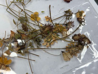 Herbier moderne.