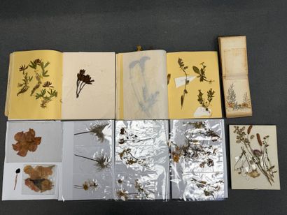 Herbier moderne.