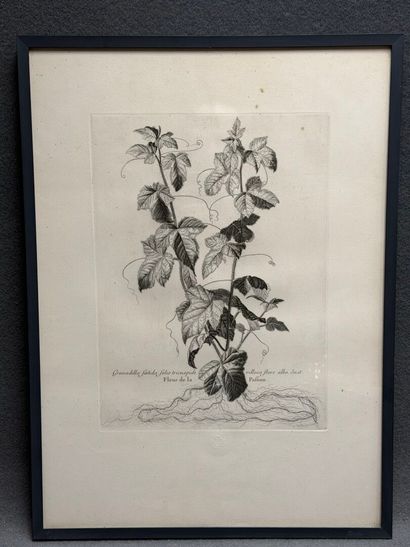 Gravure botanique. 
Chalcographie du Musée...