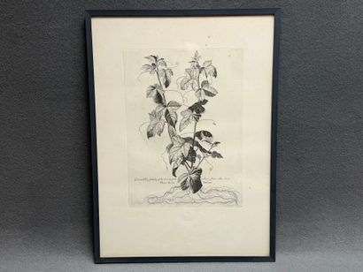 Gravure botanique. 
Chalcographie du Musée...