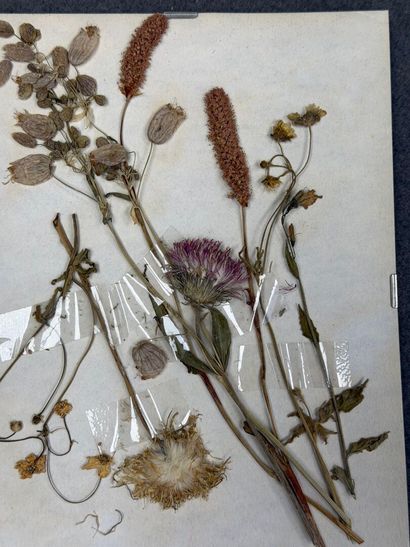 Herbier moderne.