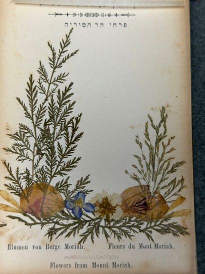 Herbier moderne.