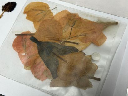 Herbier moderne.