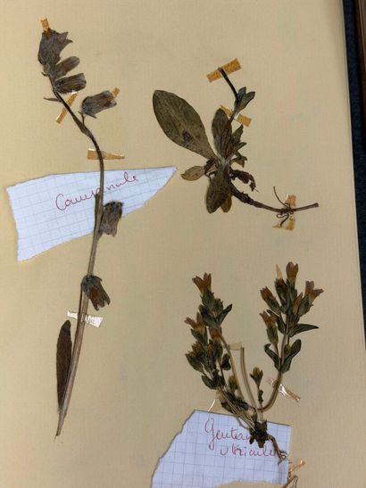 Herbier moderne.