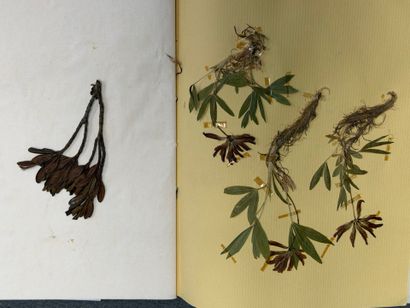 Herbier moderne.