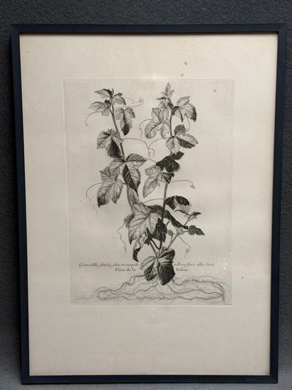 Gravure botanique. 
Chalcographie du Musée...