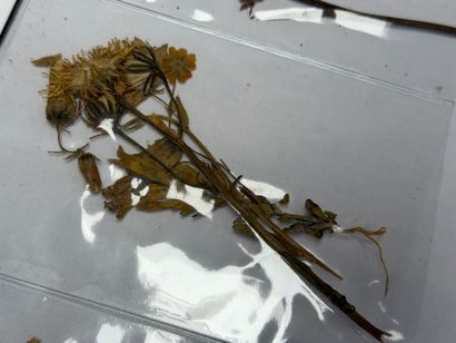 Herbier moderne.